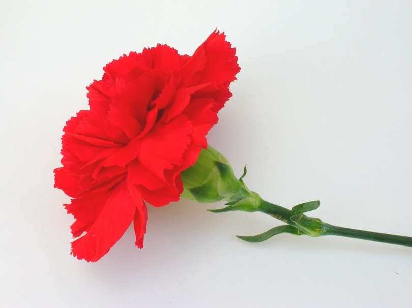 red-carnation-1541467