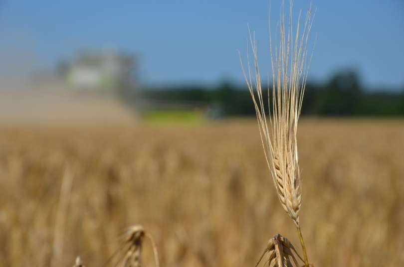 žetev, kombajn, traktor, njive, kmetijstvo, pšenica