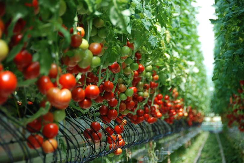 paradajz, renkovci, lušt, paradižnik, pridelava