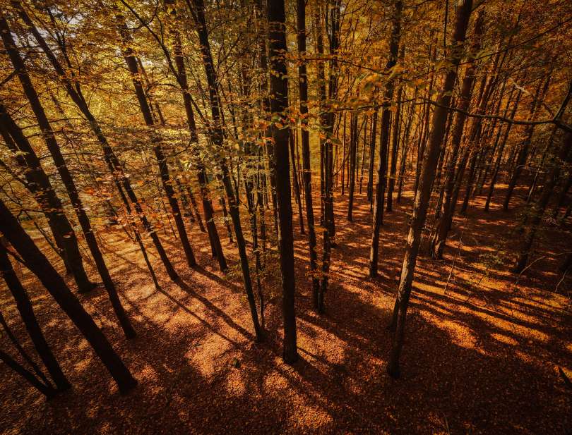 jesen, pomurje, prekmurje, narava, gozd, divjad, srna, košuta, jelen, panorama, drevesa, listje