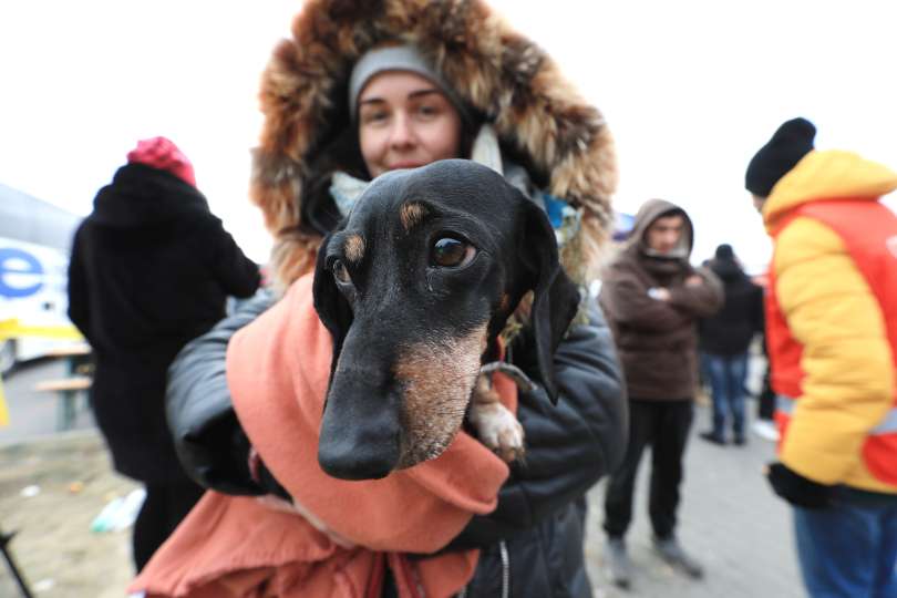 ukrajina pes kijev