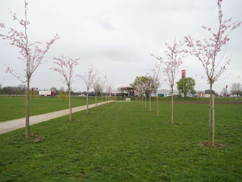 češnja, expano, mestna-občina-murska-sobota, japonski-drevored