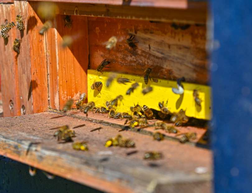simbolična, čebele, priloga-slovenske-počitnice, apiturizem