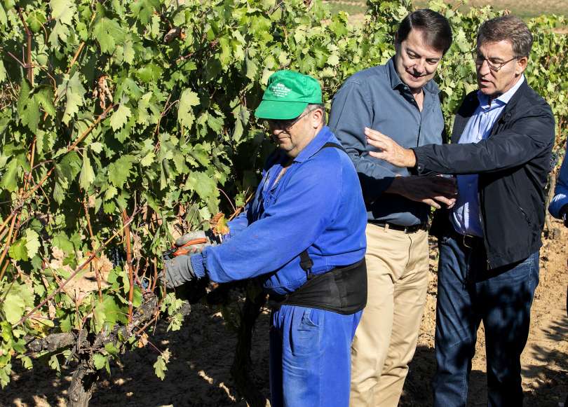 Na Primorskem Obiral Grozdje, Vinogradnik Mu še Ni Plačal - Vestnik.si