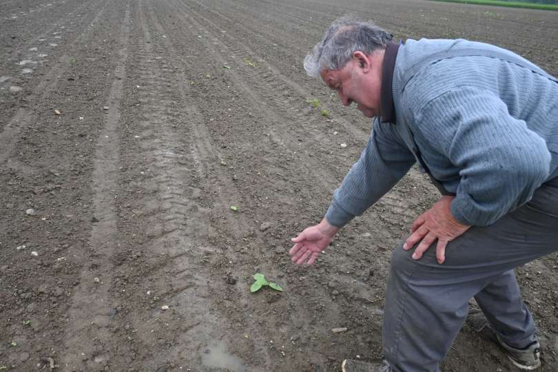 Po pričevanju kmetov semena enostavno niso vzklila, problematična je domnevno sorta rustikal, ki je najbolj razširjena hibridna buča v Sloveniji.