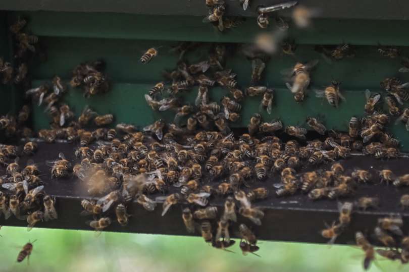 čebelarstvo-donko, čebele, med, čebela, panj