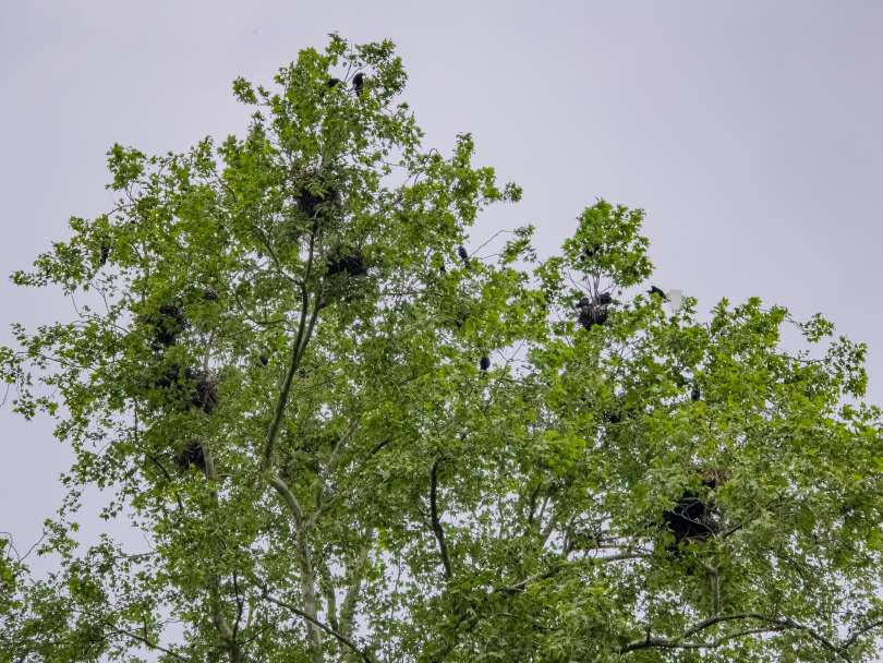 Vrane sprehajalce motijo tudi s svojimi agresivnimi preleti in iztrebki, ki jih najdemo povsod.