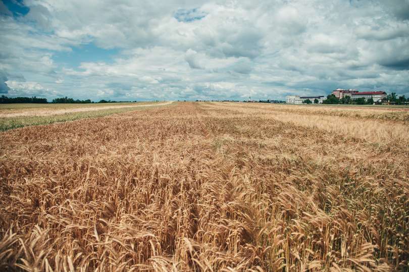 simbolična, pšenica, kmetijstvo, poljedelstvo, žitarice, njiva, njive