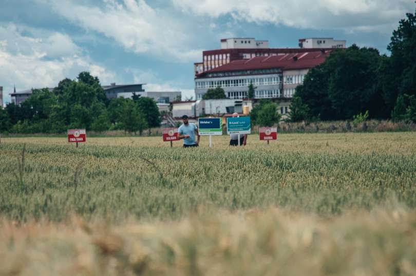 dan-pšenice, pšenica, kmetijstvo, poljedelstvo, rakičan