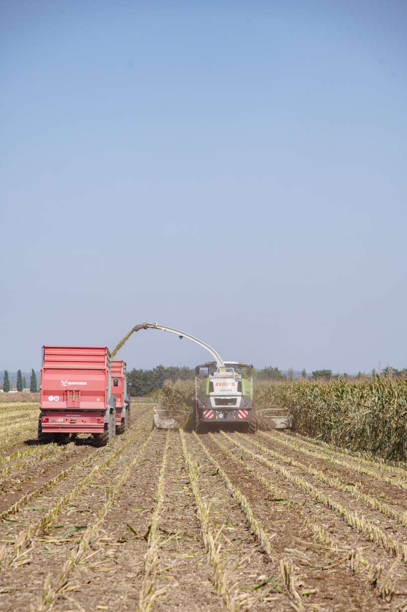 žetev, koruza, žetev-koruze, kombajn, traktor, njiva