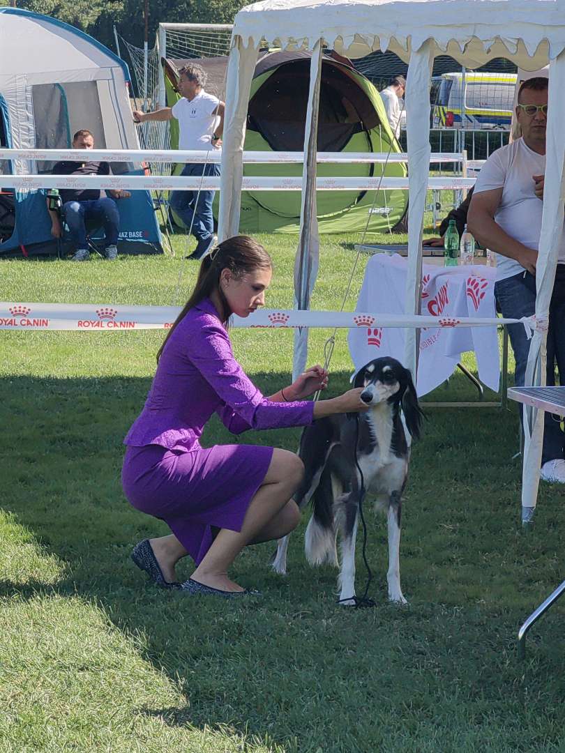 lendava, razstava-cacib, psi, razstava-psov