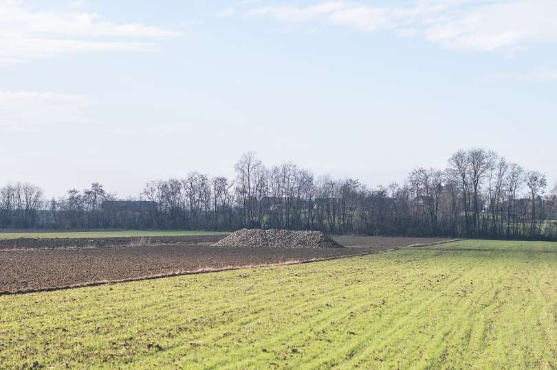 Spravilo sladkorne pese se je začelo v prvi polovici novembra in bo trajalo predvidoma do prve polovice decembra.