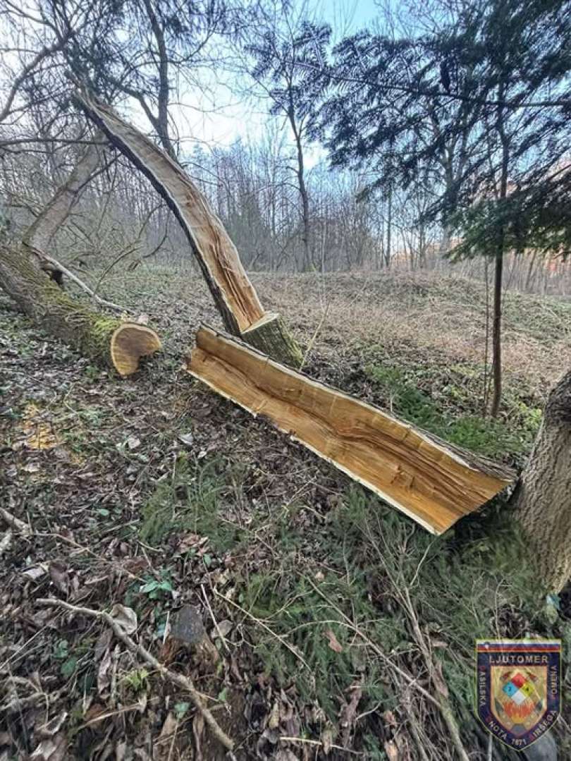 Delovna nesreča se je zgodila pri podiranju dreves.