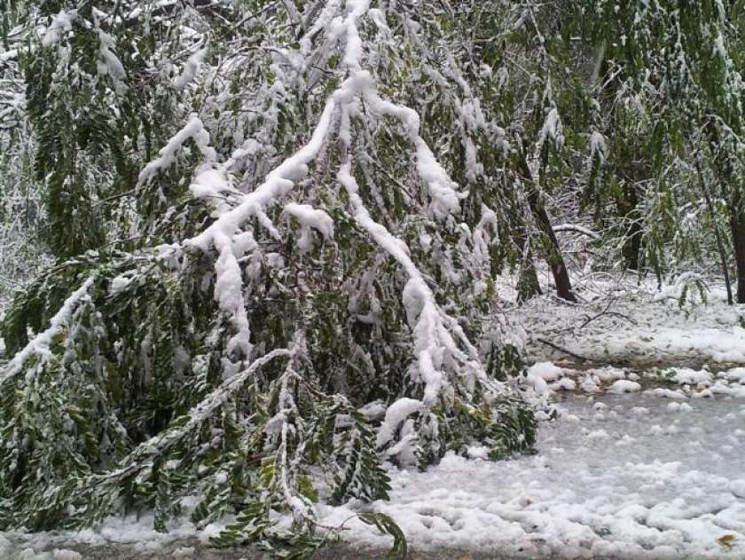 V&#38;F: Sneg lomi drevesa, težave z elektriko 