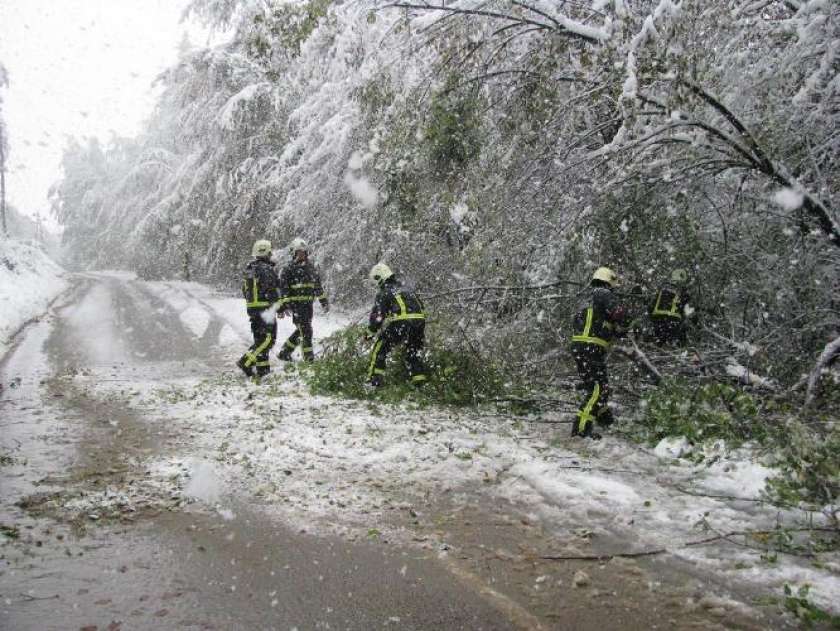 Sneg uničil do 50.000 m3 drevja