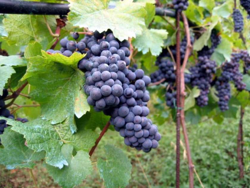 Dolenjski vinogradi najbolj obdavčeni