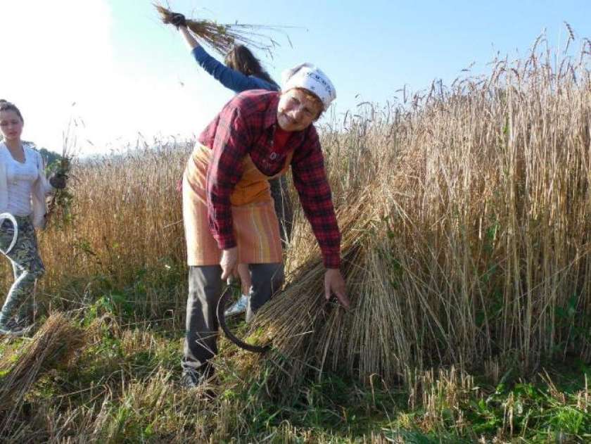 FOTO: Na Kočevskem so želi piro 