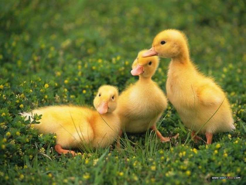 Race zaustavile promet na Otočcu