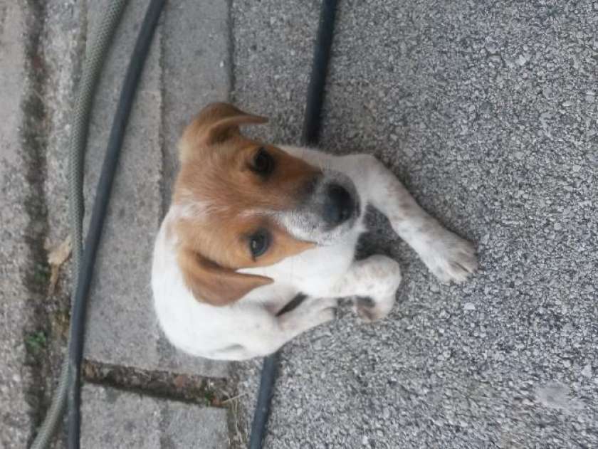 FOTO: V Šentjerneju pogrešajo psičko pasme jack russell 