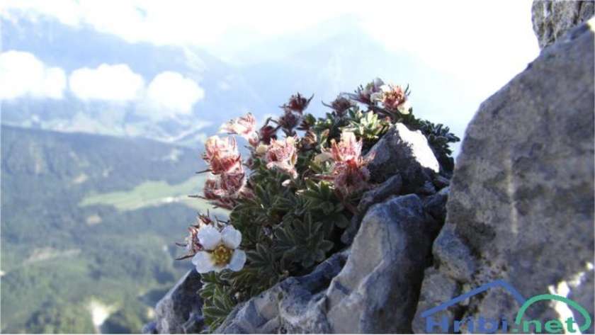 Boste razpravljali o težavah ali planinskem cvetju?