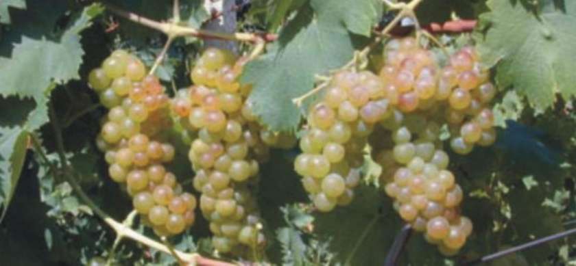 Črnomaljska županja ima svoje vino