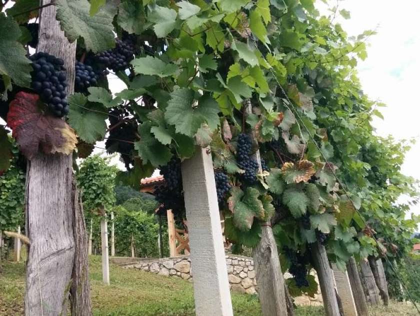 V Brežicah gorelo v vinogradu