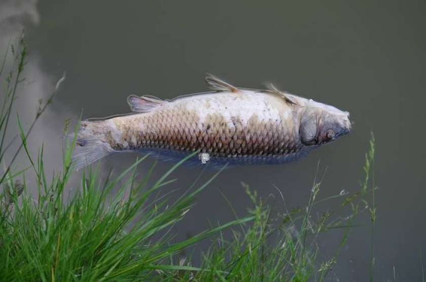 Je za pogin rib v Stranjskem potoku kriv klor?