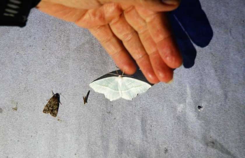 Lov na metulje v Krajinskem parku Kolpa