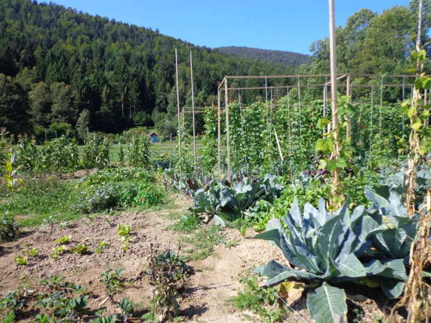 FOTO in AVDIO: Vrtički na Marofu kljub slabi opremljenosti dobro zasedeni