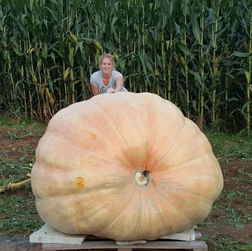 FOTO: Ogromna buča, a so še večje