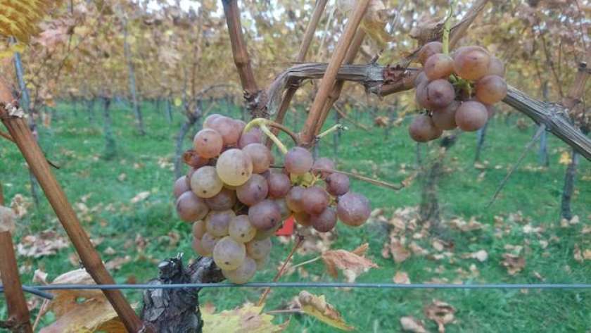 F&#38;A: Pobrali zadnje jagode v Malnaričevih vinogradih