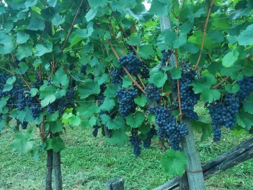 AVDIO: Vinogradniki, pozor na prijavo letošnjega pridelka