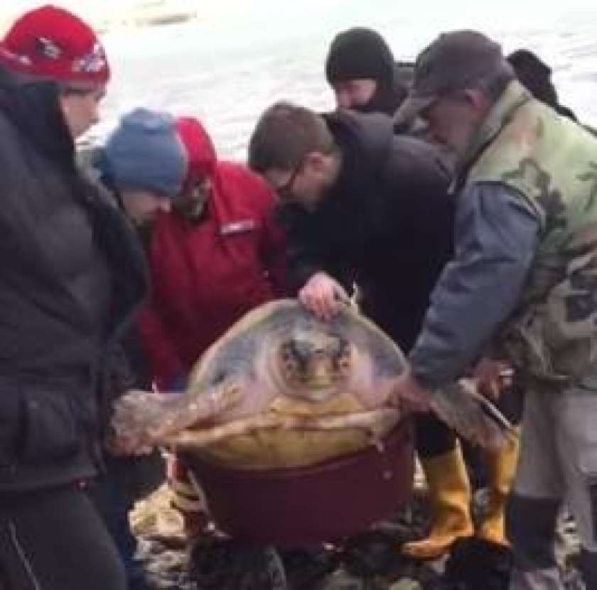 VIDEO: V Zadru nasedla več kot 100 kg želva 