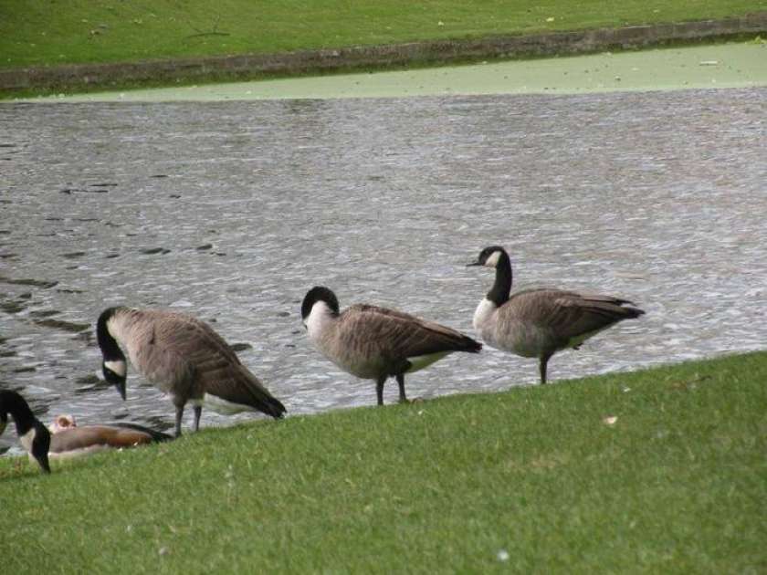 FOTO: Zimsko štetje vodnih ptičev