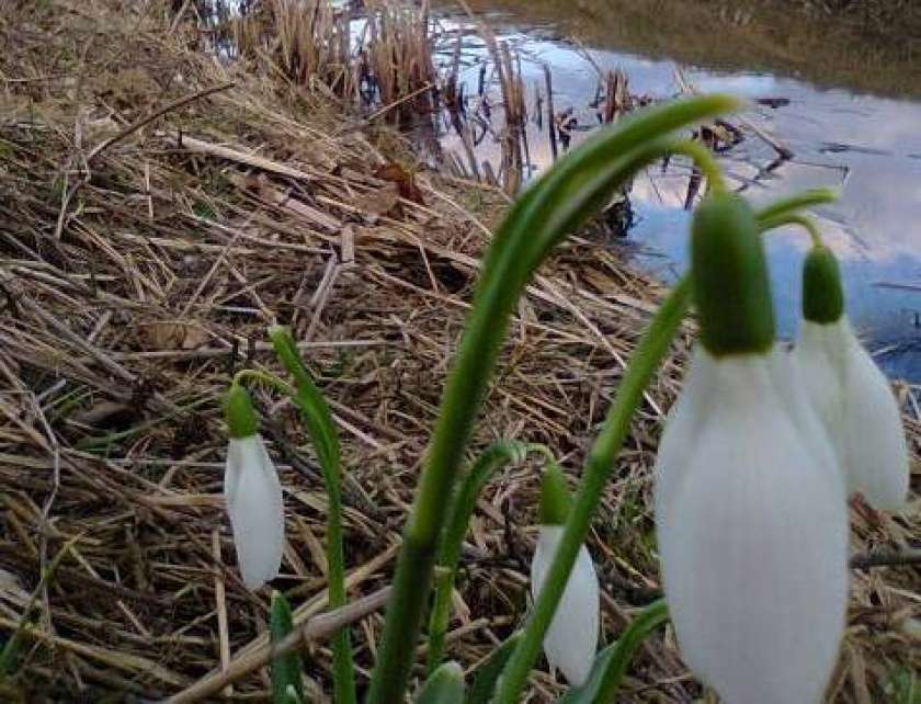FOTO: Pomlad je tu, pošljite nam fotografijo