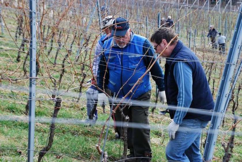 FOTO: Obrezali vinograd s 7000 trtami