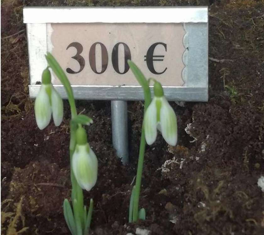 Foto: Zvonček, vreden 300€