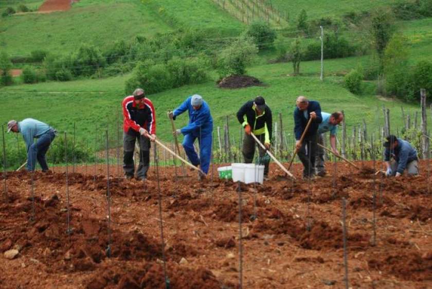 Foto: Sajenje trt v Semiču