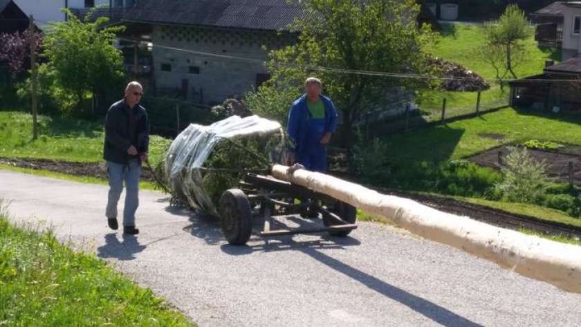 FOTO:  Ročno postavljanje mlaja na Senovem