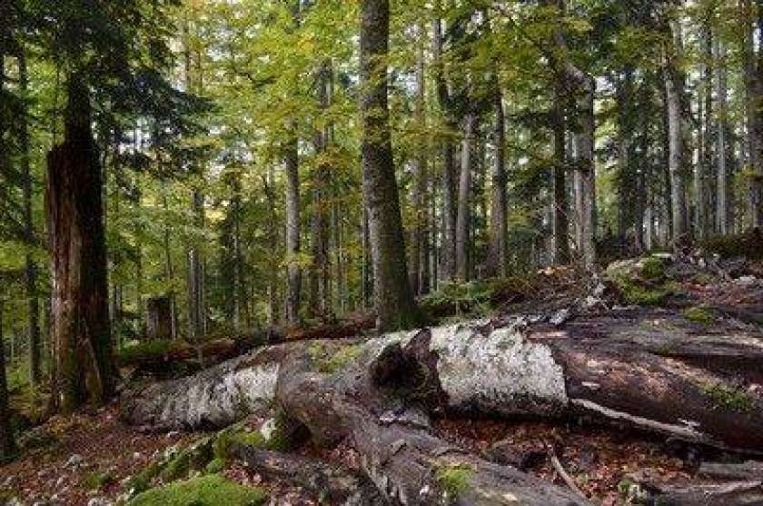 AVDIO: Danes o usodi slovenskih gozdov