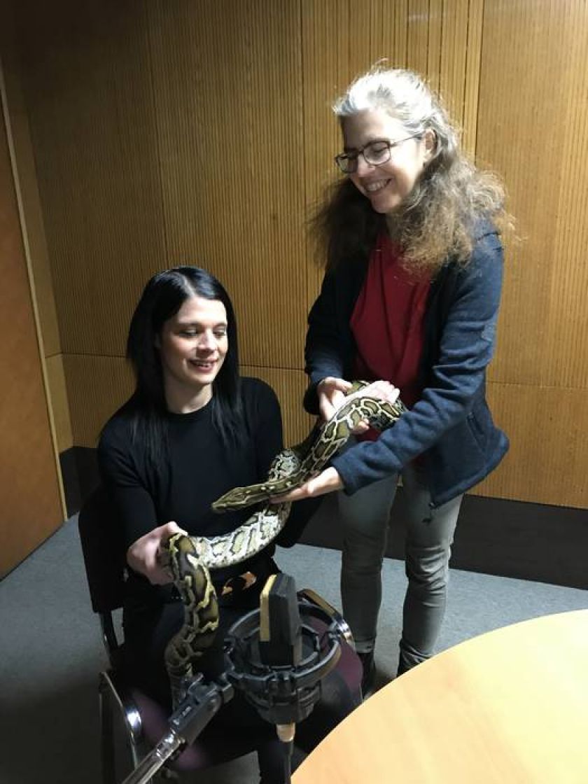 F&#38;A: Piton v studiu 