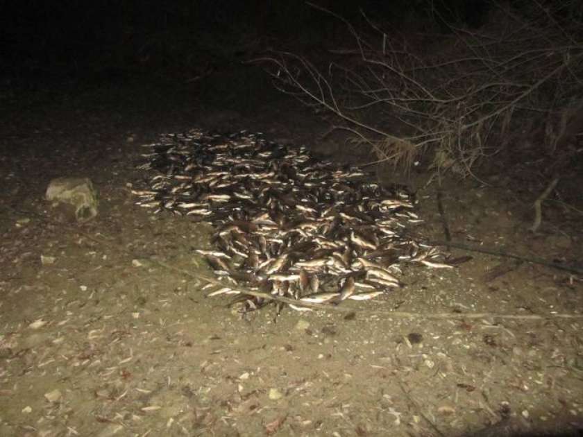 Kdo je kriv za pogin rib v Sušici?