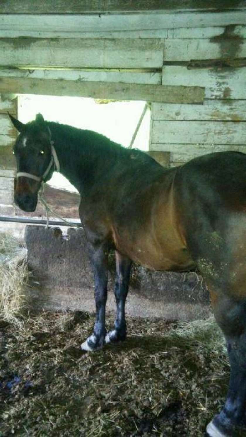 Policisti prosijo za pomoč pri iskanju lastnika konj 
