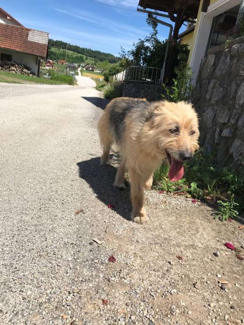 FOTO: Je psička vaša? 