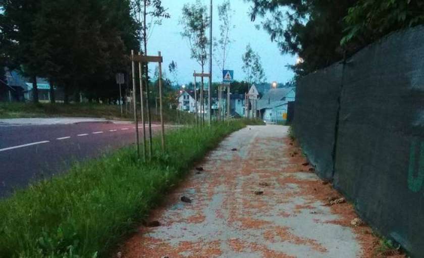 FOTO: Zanemarjena »bršljinska avenija«