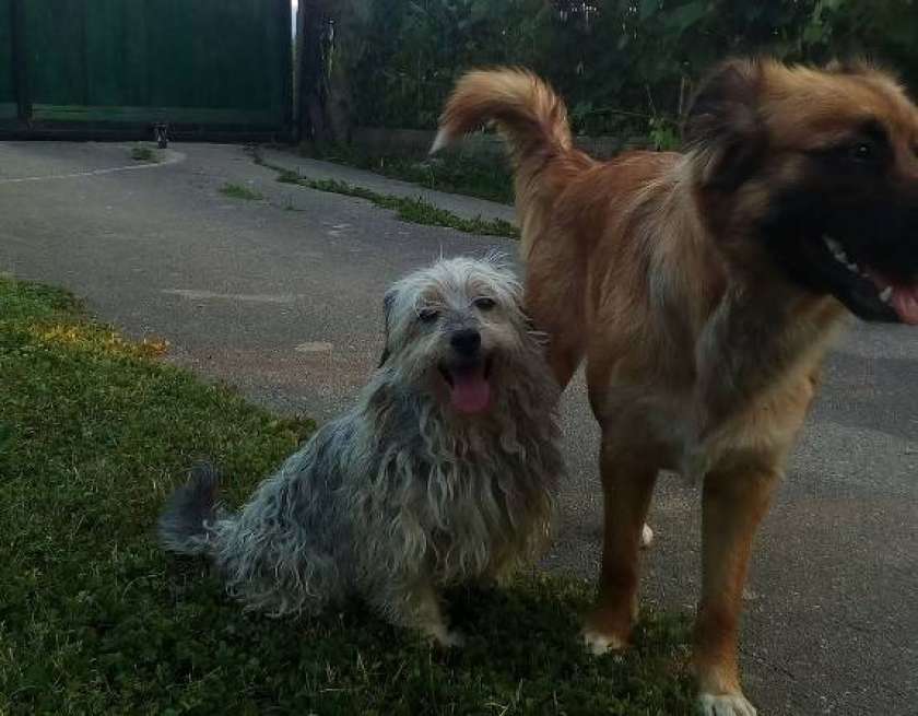 Je tale kuštrav gospodič vaš?