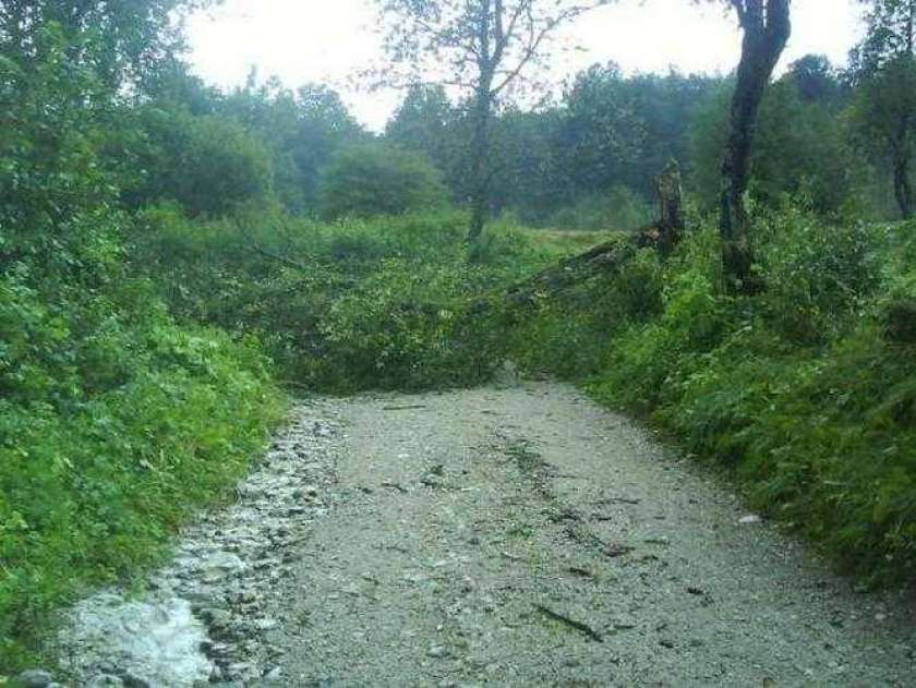 Podtra drevesa ovirala promet v Posavju
