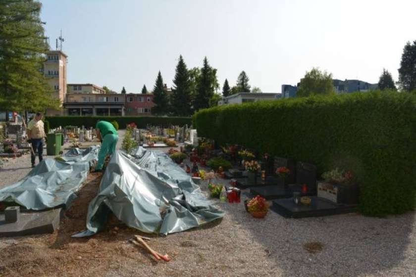 FOTO: Odstranjujejo ciprese na novomeškem pokopališču v Ločni