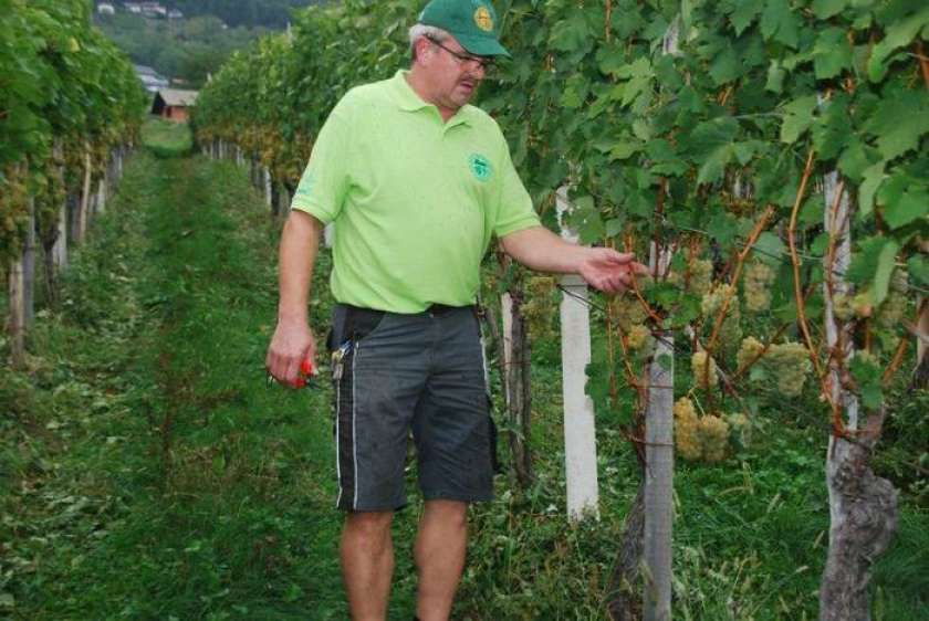 FOTO: Tudi v semiških vinogradih je bilo veselo