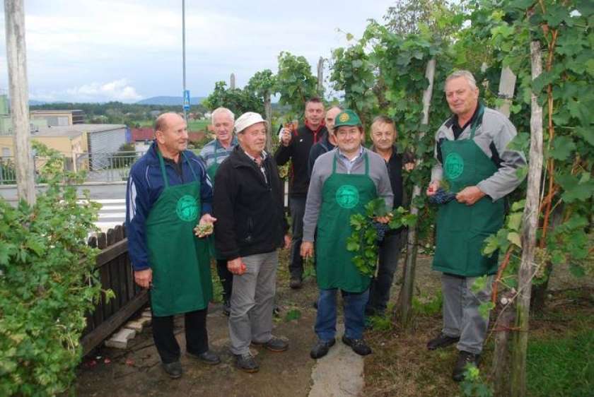F&#38;A: V Semiču trgatev vzorčnega vinograda